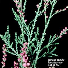 درخت گز آتِل